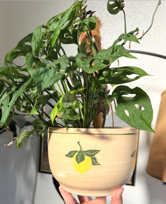 Lemon Planter
